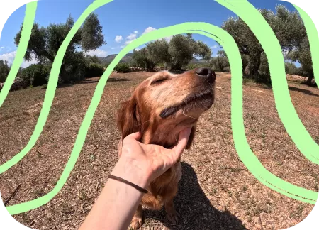 A dog is getting petted.