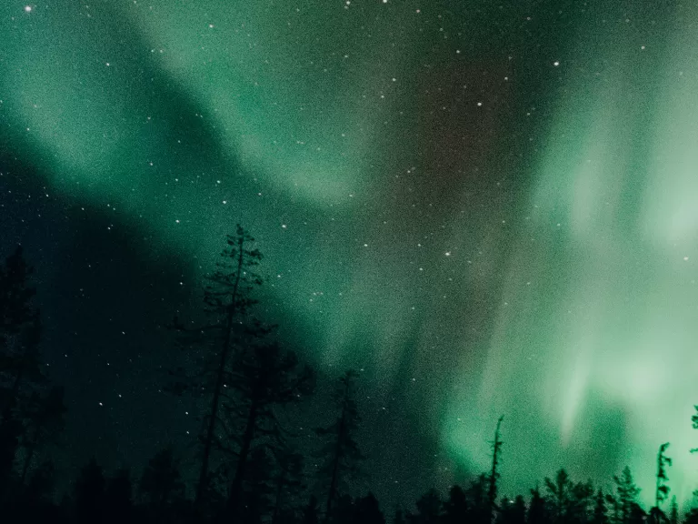 Green aurora lights glowing and streaking across a starry night sky above tall, dark silhouettes of pine trees.